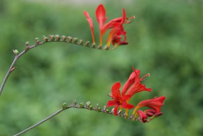 Close-up of red flower