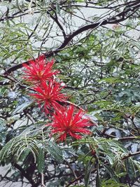 Low angle view of red flowers