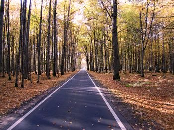 Narrow road along trees