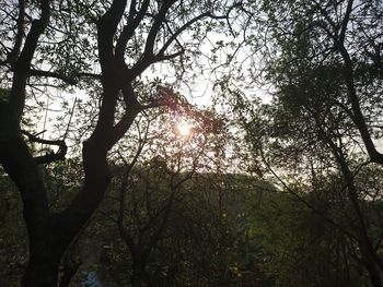 Sunlight streaming through trees in forest