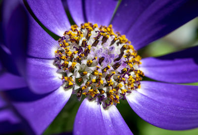 Close-up of purple flower