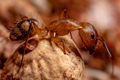 Close-up of ant on rock