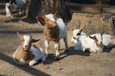 Baby goats in villa pallavicino - stresa, italy