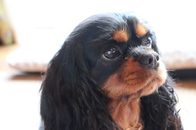 Close-up portrait of dog