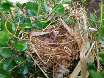 High angle view of bird in nest