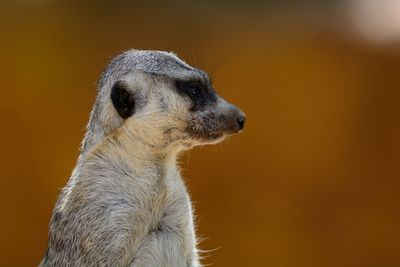 Close-up of meerkat