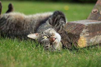 Close-up of a cat on field