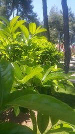 Close-up of fresh green plants