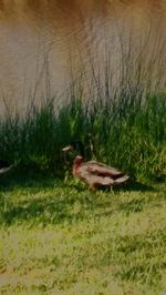 Close-up of bird on field