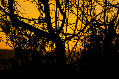 Silhouette trees against dramatic sky during sunset