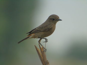 Close-up of bird perching on branch