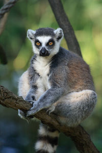 Close-up portrait of an animal