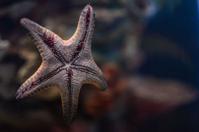 Close-up of starfish in aquarium