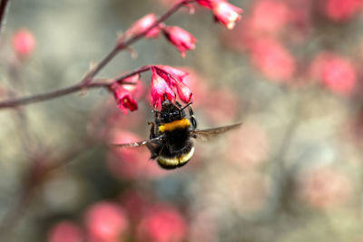Close-up of bee pollinating on flower