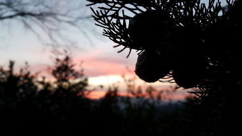 Close-up of silhouette tree against sky at sunset