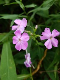 Close-up of pink flowering plant