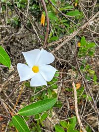 Close-up of white flowering plant on land