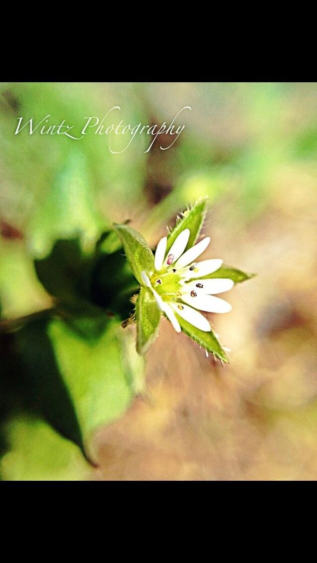 transfer print, close-up, focus on foreground, flower, growth, auto post production filter, fragility, leaf, freshness, plant, nature, beauty in nature, green color, selective focus, stem, bud, wildlife, day, insect, outdoors