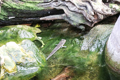 High angle view of turtle on rock