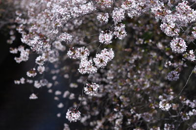 Close-up of white cherry blossom tree