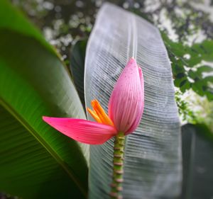 Close-up of pink lotus water lily