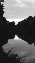 Reflection of trees in water