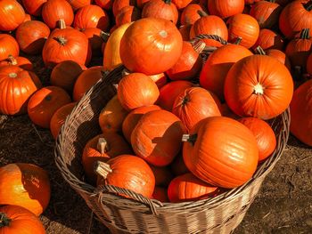 High angle view of pumpkins in market