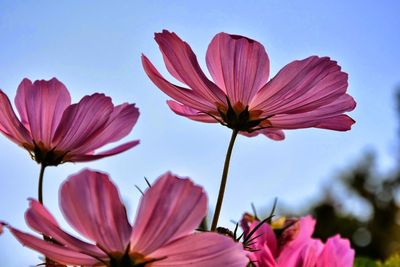 Close-up of purple cosmos flowers blooming outdoors