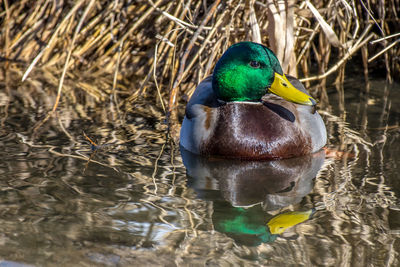 Close-up of mallard duck swimming in lake