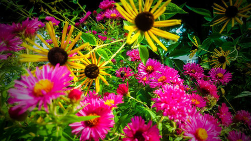 Close-up of pink flowers