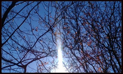 Low angle view of trees against sky