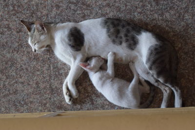 High angle view of cat sleeping on wall