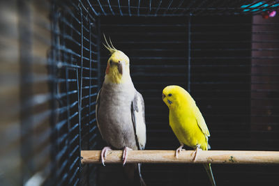 Two birds perching in cage