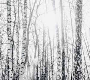 Pine trees in forest during winter
