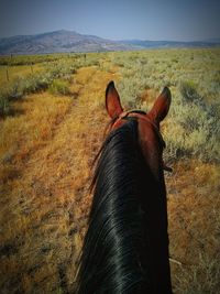 Close-up of horse on field against sky