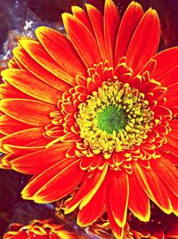 Close-up of red flower