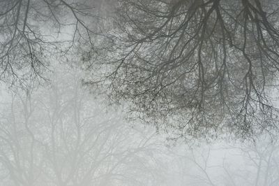 Close-up of bare trees during winter
