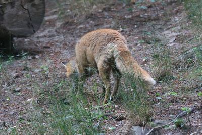 Rear view of fox in forest