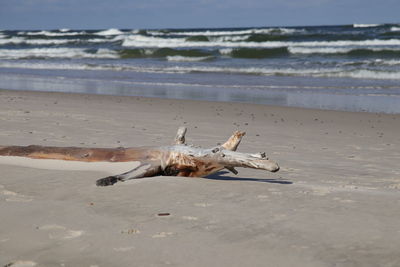 View of driftwood on beach