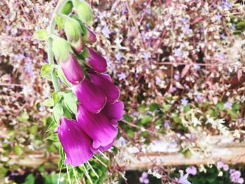 Close-up of purple flowers blooming outdoors