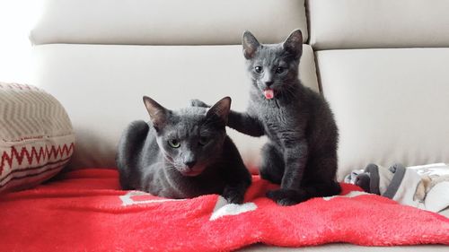 Cats sitting on sofa