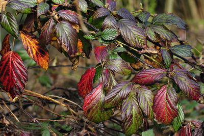 Close-up of red berries growing on plant
