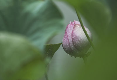 Close-up of wet purple flower buds