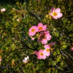 High angle view of pink flowering plants