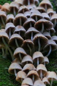 Close-up of mushrooms growing on field