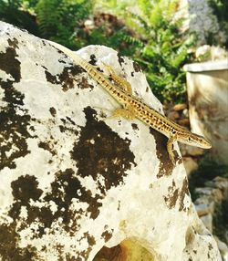 High angle view of lizard on rock