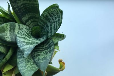 Low angle view of flowering plant against blue sky