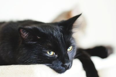 Close-up portrait of cat relaxing on bed