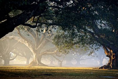 Trees on field against sky