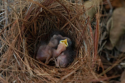 High angle view of birds in nest